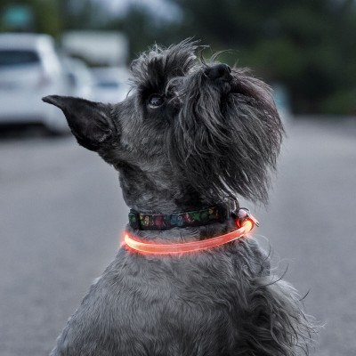 Collier à LED pour Animaux Petlux InnovaGoods 2