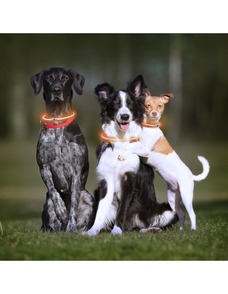 Collier à LED pour Animaux Petlux InnovaGoods