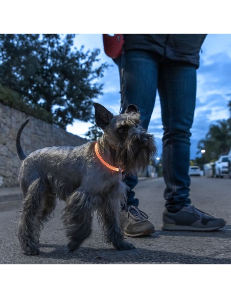 Collier à LED pour Animaux Petlux InnovaGoods