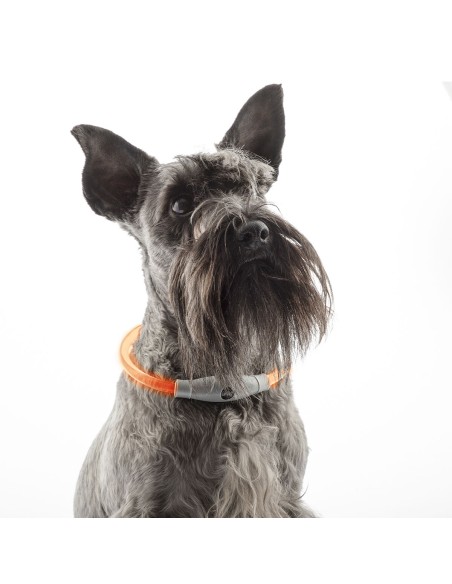 Collier à LED pour Animaux Petlux InnovaGoods